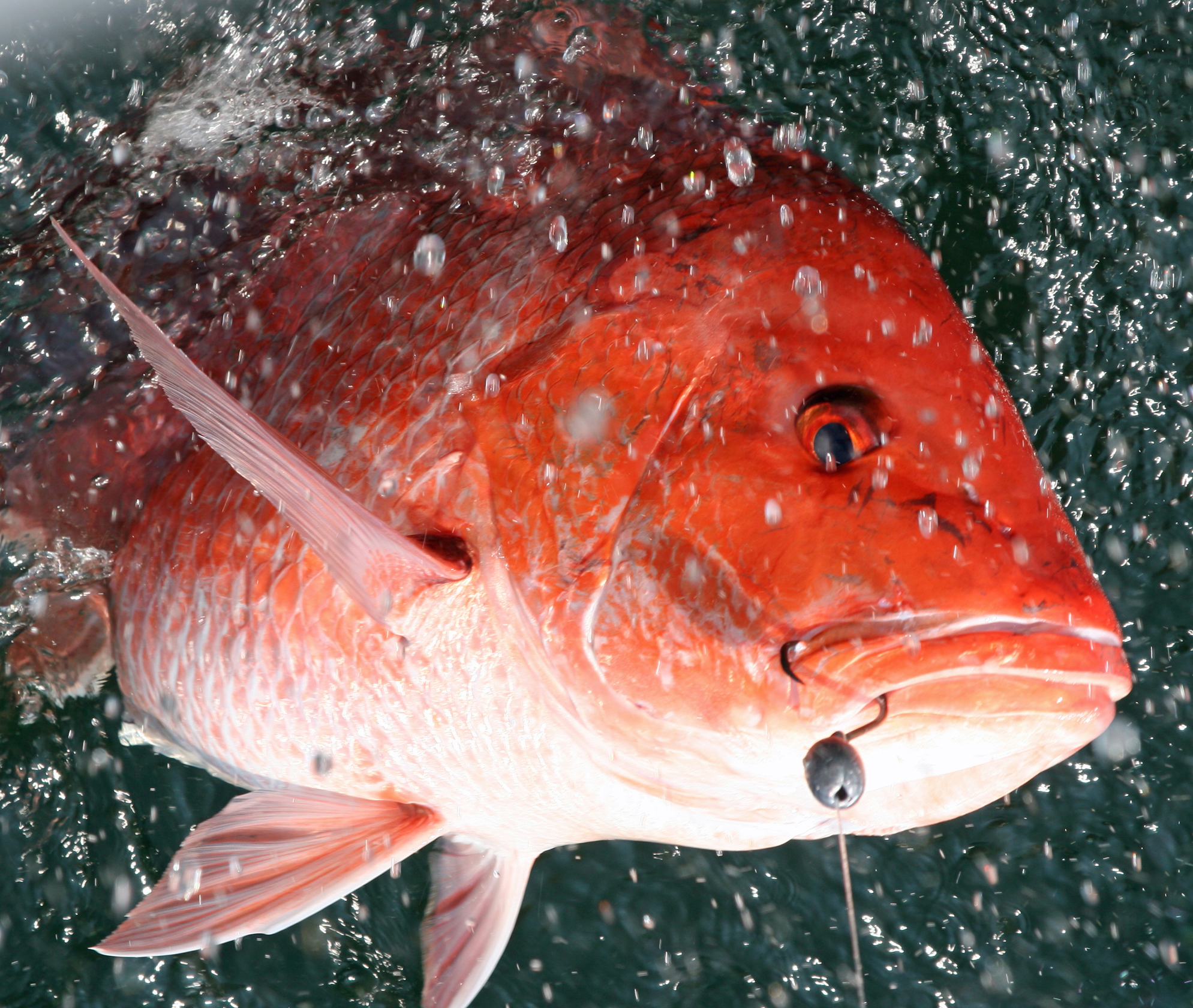 snapper season florida