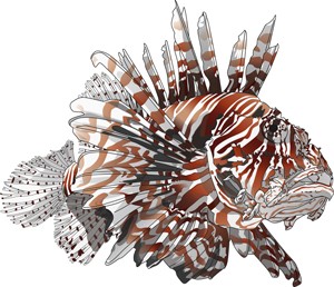Lionfish-web